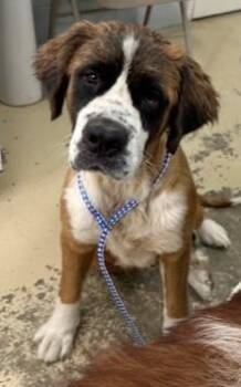 Saint Bernard Dogs Available for Adoption in West Memphis, Arkansas - Nala | PetCurious