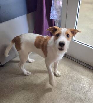GILLIAN -  Terrier Dog for Adoption in Hagerstown, Maryland - GILLIAN | PetCurious