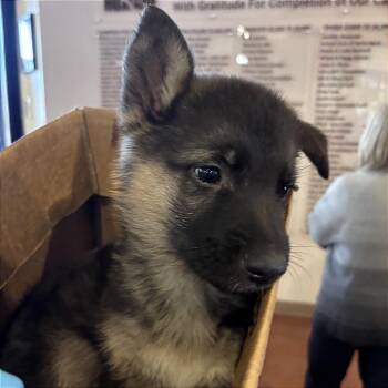 German Shepherd Dog Dogs Available for Adoption in Goleta, California - Tarzan | PetCurious