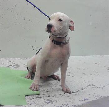 VICE -  Staffordshire Bull Terrier and Mixed Breed Dog for Adoption in Houston, Texas - VICE | PetCurious