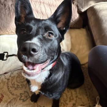 Mixed Breed Dogs Available for Adoption - Princeton | PetCurious