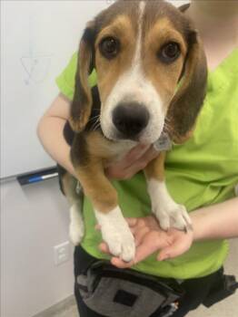 BIRDIE -  Beagle Dog for Adoption in Loveland, Colorado - BIRDIE | PetCurious