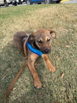 Shepherd and Mixed Breed Dogs Available for Adoption in San Antonio, Texas - Swim | PetCurious