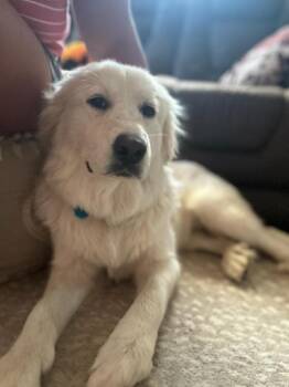 Rescue Great Pyrenees Dogs for Adoption in Longview, Texas - Luna | PetCurious