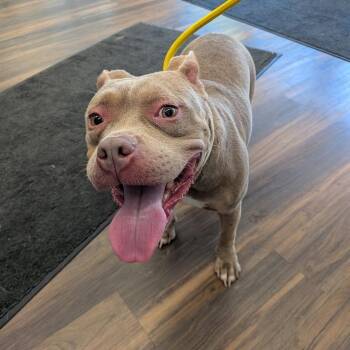 Piglet -  Mixed Breed Dog for Adoption in Jeffersonville, Indiana - Piglet | PetCurious
