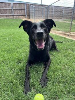 Labrador Retriever Dogs Available for Adoption in Plano, Texas - Diesel A216123 | PetCurious
