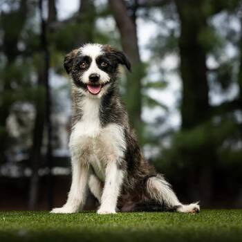 Potter -  Terrier and Mixed Breed Dog for Adoption in Jupiter, Florida - Potter | PetCurious