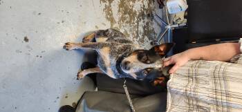 Marco -  Australian Cattle Dog Blue Heeler Dog for Adoption in Berea, Kentucky - Marco | PetCurious