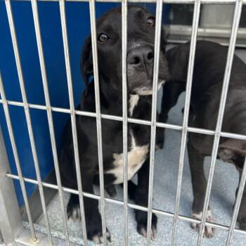 Trooper -  Pit Bull Terrier and Doberman Pinscher Dog for Adoption in Long Beach, California - Trooper | PetCurious