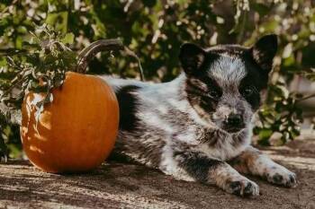 Tootsie Pop -  Australian Cattle Dog Blue Heeler Dog for Adoption in Waunakee, Wisconsin - Tootsie Pop | PetCurious