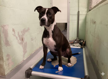 Rescue Mixed Breed Dogs for Adoption in Durham, North Carolina - Cookie | PetCurious