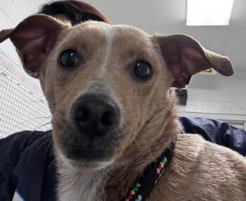 Rescue Chihuahua and Mixed Breed Dogs for Adoption in Daytona Beach, Florida - Butterball - 3 | PetCurious