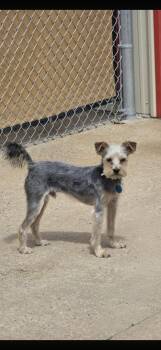 Norwich Terrier Dogs Available for Adoption in Muldrow, Oklahoma - Scruffy | PetCurious