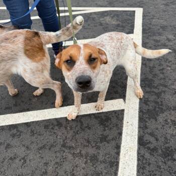 Cattle Dog Dogs Available for Adoption in Morganton, North Carolina - Melvin | PetCurious