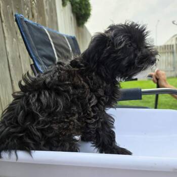 Olive -  Shih Tzu and Miniature Poodle Dog for Adoption in West Richland, Washington - Olive | PetCurious