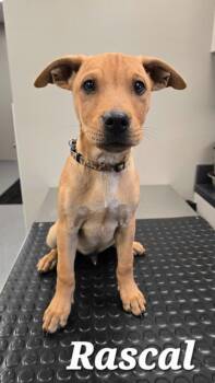 Rascal Yrly 439 -  Hound Dog for Adoption in Sidney, Ohio - Rascal Yrly 439 | PetCurious