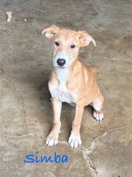 Simba & Nala -  Labrador Retriever and Shepherd Dog for Adoption in Cairo, Georgia - Simba & Nala | PetCurious