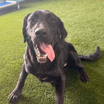 Karl Cucumber 6995 -  Black Labrador Retriever Dog for Adoption in Loxahatchee Groves, Florida - Karl Cucumber 6995 | PetCurious