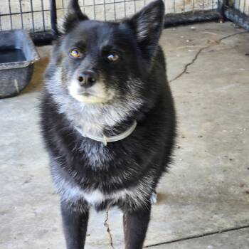 Finn -  Pomeranian and Husky Dog for Adoption in Zaleski, Ohio - Finn | PetCurious