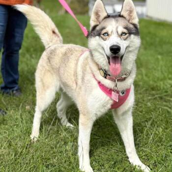 Nova -  Husky Dog for Adoption - Nova | PetCurious