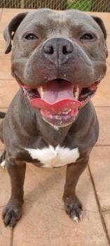 Rescue Pit Bull Terrier and Mixed Breed Dogs for Adoption in Shreveport, Louisiana - Blue | PetCurious