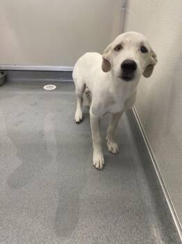 Dee -  Siberian Husky and Labrador Retriever Dog for Adoption in Victorville, California - Dee | PetCurious