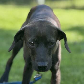 Roscoe -  Labrador Retriever and Italian Greyhound Dog for Adoption - Roscoe | PetCurious