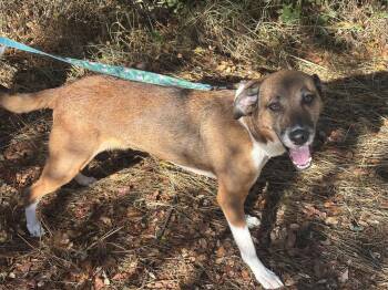 Rescue Foxhound Dogs for Adoption in Sonora, California - Amber | PetCurious