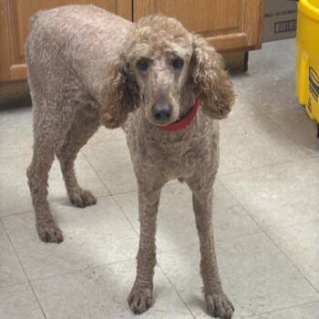 Standard Poodle Dogs Available for Adoption in Hartland, Wisconsin - Elka-Foster Home Needed | PetCurious