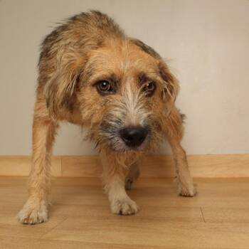 Adele D71360 -  Welsh Terrier and Mixed Breed Dog for Adoption in Minnetonka, Minnesota - Adele D71360 | PetCurious