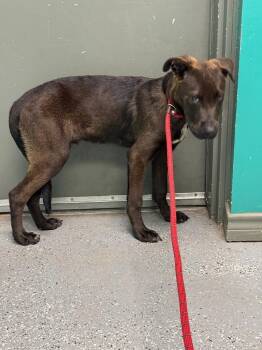 Shepherd and Mixed Breed Dogs Available for Adoption in Rockport, Texas - Aragorn | PetCurious