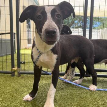 Courage -  Mixed Breed Dog for Adoption in Titusville, Florida - Courage | PetCurious