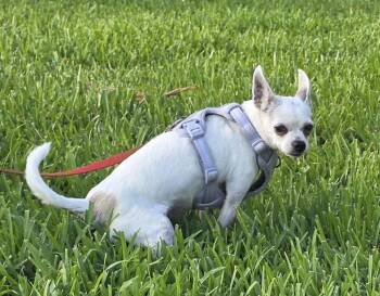Tiffany Chi -  Chihuahua Dog for Adoption in Sarasota, Florida - Tiffany Chi | PetCurious