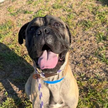 Nitro -  Mastiff and Mixed Breed Dog for Adoption in Tampa, Florida - Nitro | PetCurious