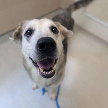 Walter -  Mixed Breed Dog for Adoption in Fenton, Michigan - Walter | PetCurious