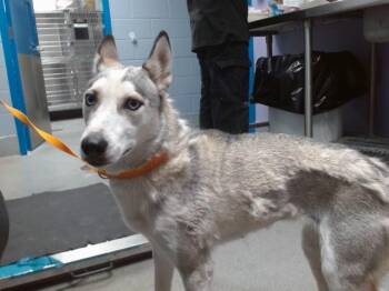 SALI -  Husky and Mixed Breed Dog for Adoption in Albuquerque, New Mexico - SALI | PetCurious
