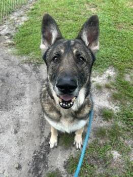 Chef -  Shepherd and Mixed Breed Dog for Adoption in Vero Beach, Florida - Chef | PetCurious