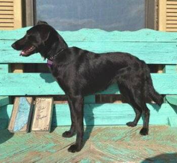 Betty Jane -  Border Collie Dog for Adoption in Pleasanton, Texas - Betty Jane | PetCurious