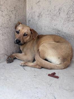 Black Mouth Cur and Mixed Breed Dogs Available for Adoption in Oklahoma City, Oklahoma - A475153 | PetCurious