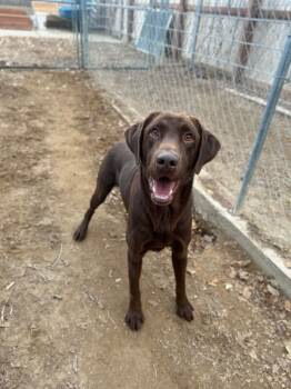 Rescue Chocolate Labrador Retriever Dogs for Adoption in Severance, Colorado - Cocktail | PetCurious
