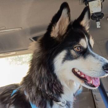 Husky Dogs Available for Adoption in Tempe, Arizona - Shasta | PetCurious