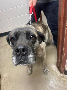 Mastiff and Great Dane Dogs Available for Adoption in Rock Springs, Wyoming - Maize | PetCurious