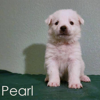 Rescue Great Pyrenees Dogs for Adoption in Austin, Texas - Pearl | PetCurious