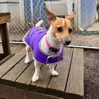 Jack Russell Terrier Dogs Available for Adoption - Monroe | PetCurious