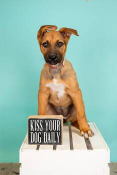 Australian Cattle Dog Blue Heeler Dogs Available for Adoption in Brighton, Colorado - 325-26 | PetCurious