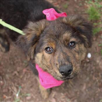 Shepherd Dogs Available for Adoption in Manchester, New Hampshire - Frankie In NH. Come Meet Our Adoptable Dogs Wednesday-Saturday.  | PetCurious