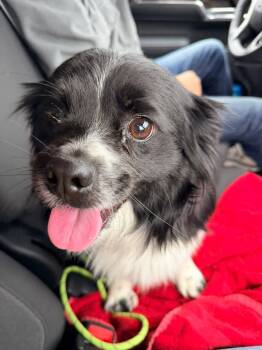 Pekingese Dogs Available for Adoption in New London, Wisconsin - Miles | PetCurious