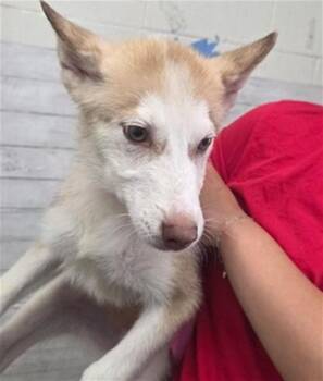 RANDY -  Siberian Husky Dog for Adoption in San Bernardino, California - RANDY | PetCurious