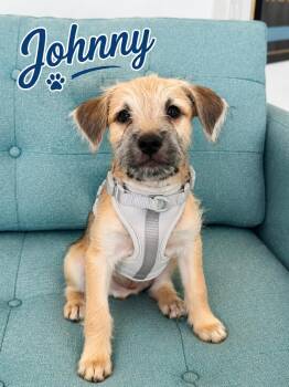Johnny -  Mixed Breed Dog for Adoption in Palm Desert, California - Johnny | PetCurious
