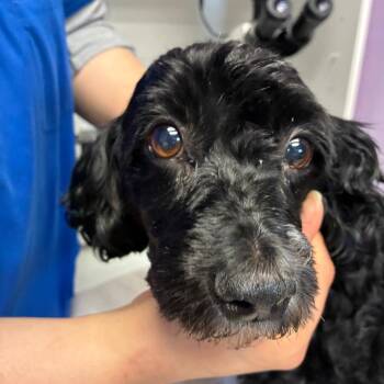 Cory -  Havanese Dog for Adoption in Northbrook, Illinois - Cory | PetCurious